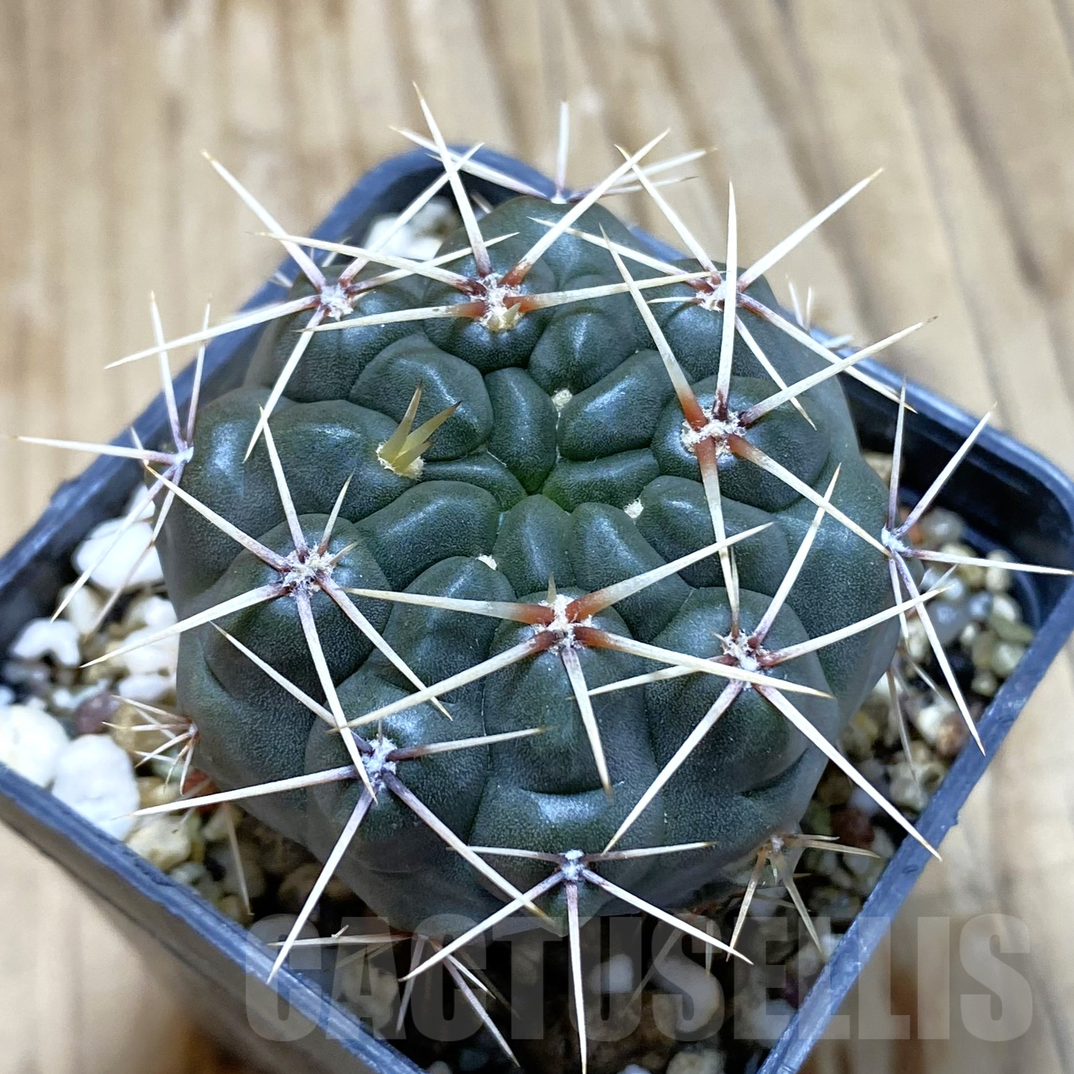 SH14079 Gymnocalycium gibbosum
