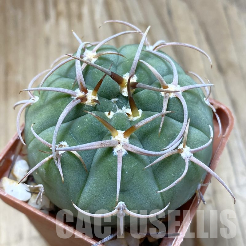 SH14080 Gymnocalycium bayrianum