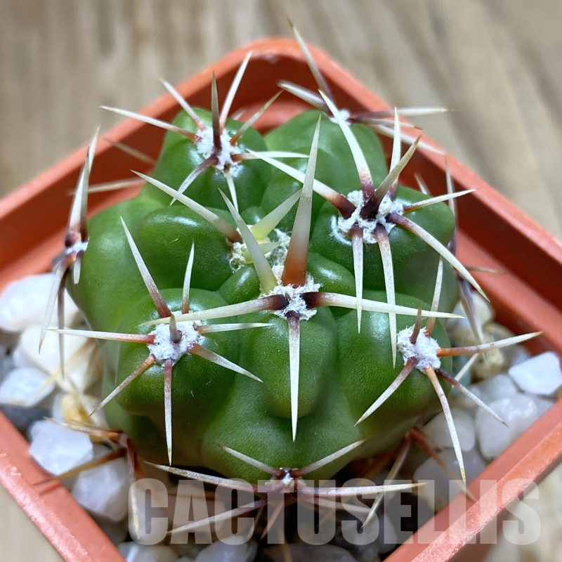 SH14081 Gymnocalycium monvillei