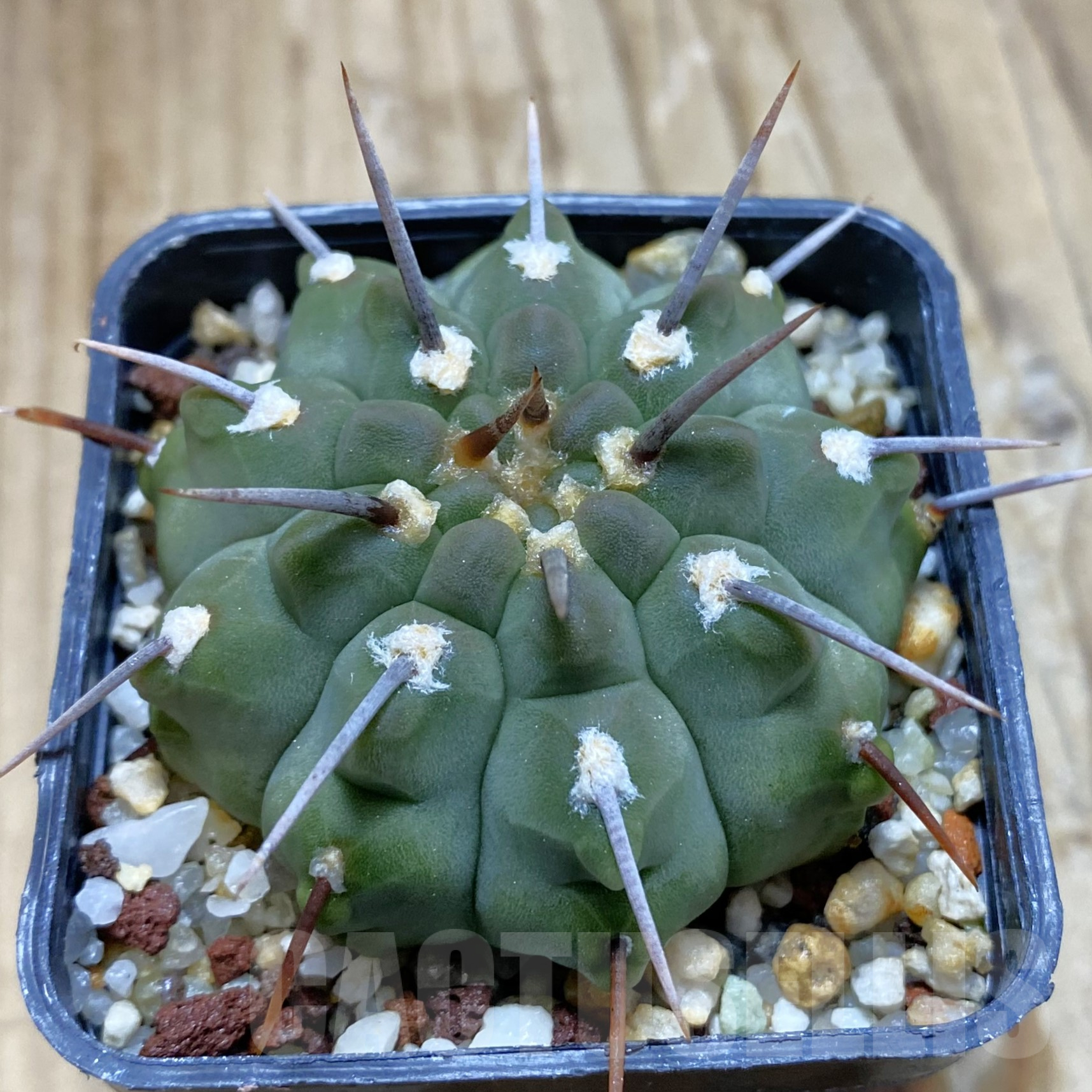 SH14082 Gymnocalycium vatteri -Long spines-