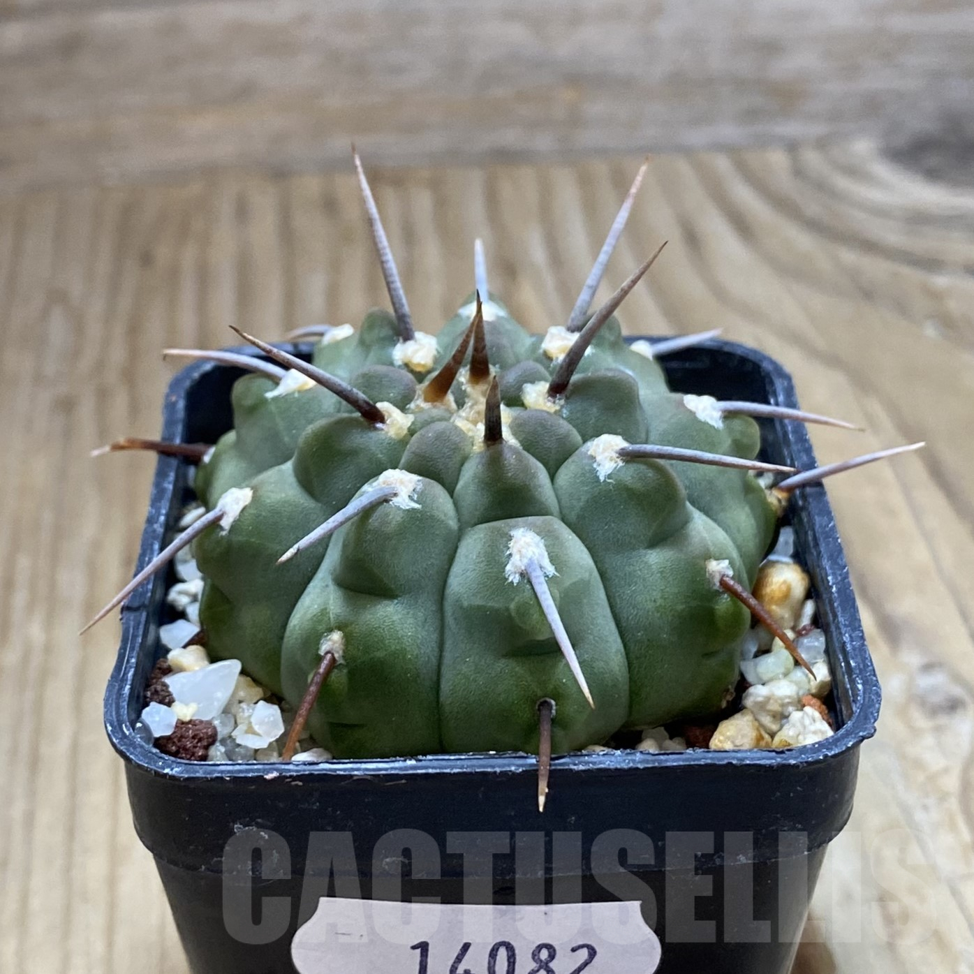 SH14082 Gymnocalycium vatteri -Long spines- - Imagen 2