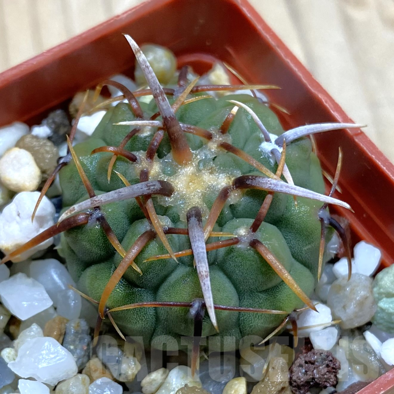 SH14085 Gymnocalycium vatteri