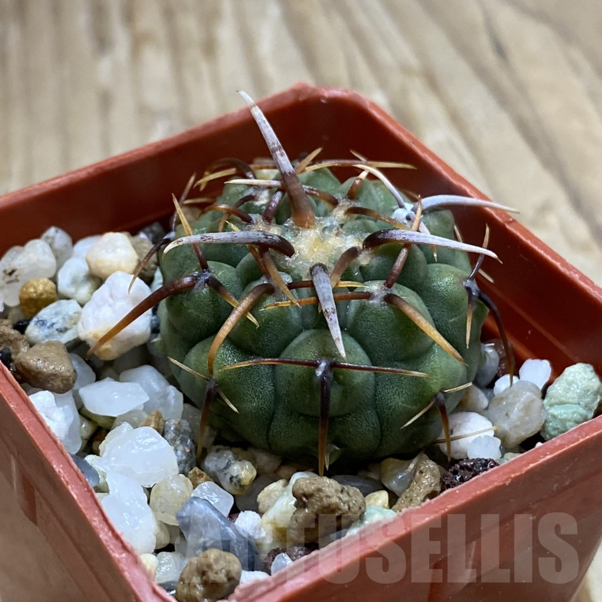 SH14085 Gymnocalycium vatteri - Image 2