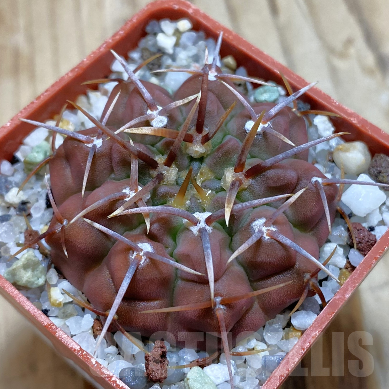 SH14086 Gymnocalycium vatteri