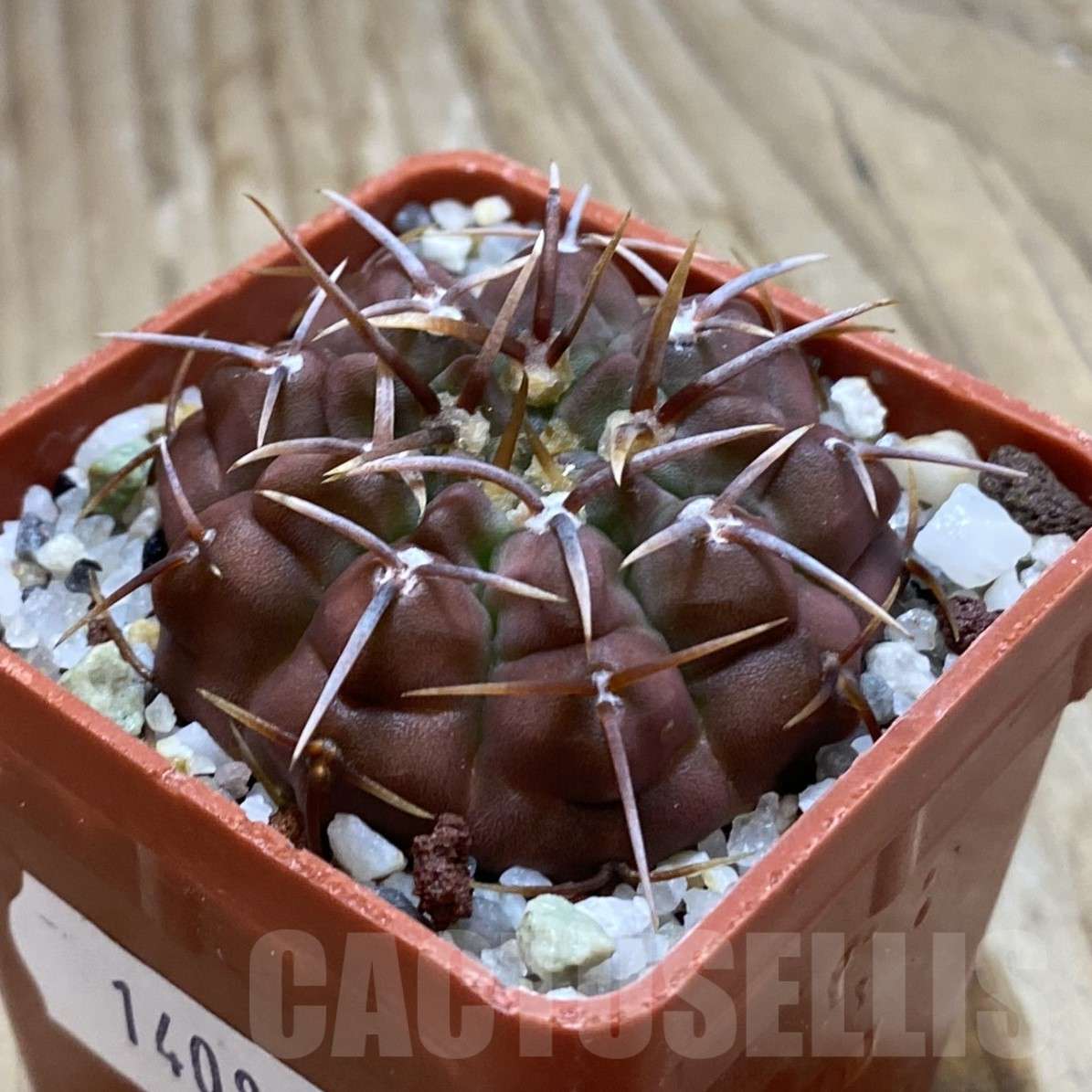 SH14086 Gymnocalycium vatteri - Image 2