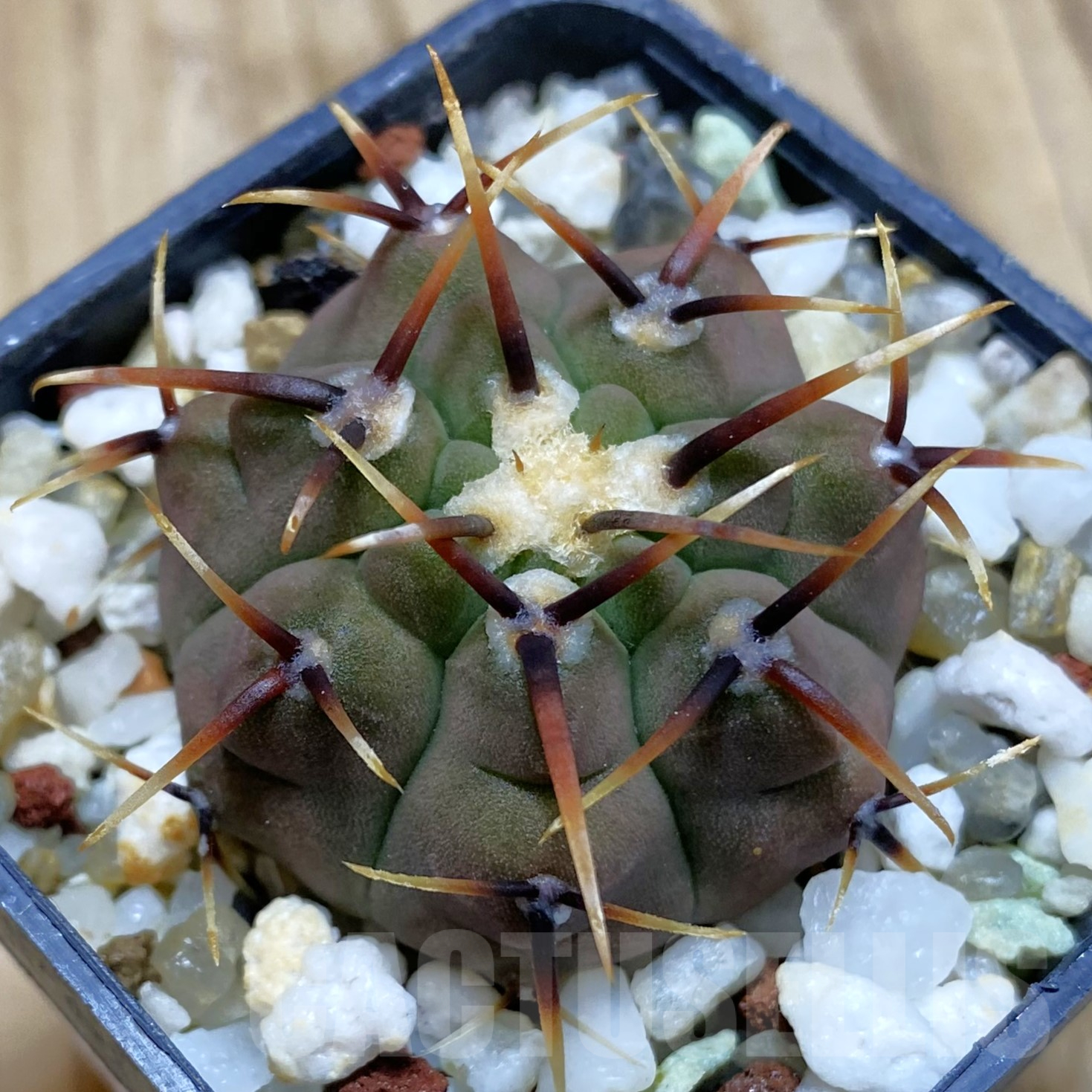 SH14087 Gymnocalycium vatteri