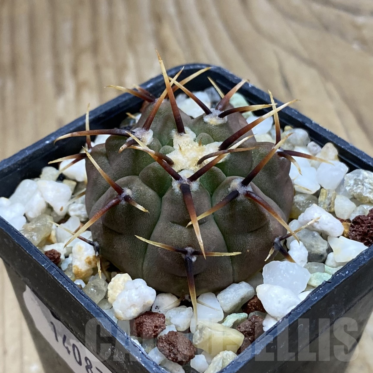 SH14087 Gymnocalycium vatteri - Image 2