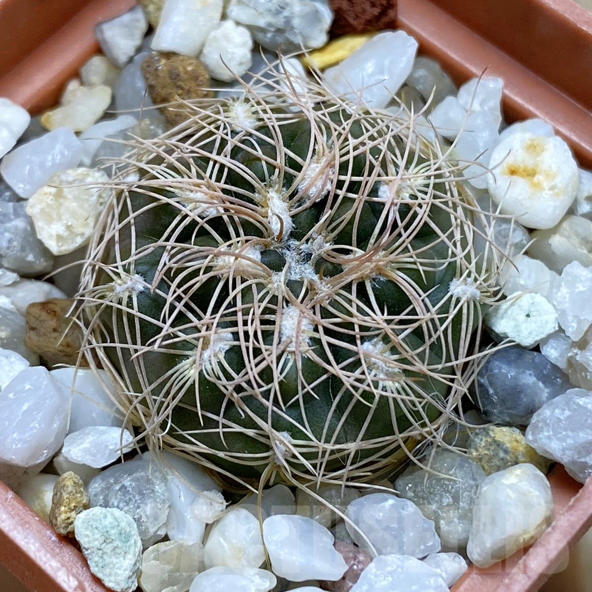 SH14088 Gymnocalycium capillaense