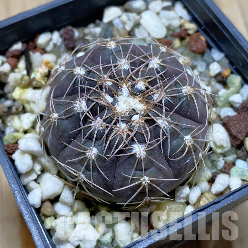 SH14091 Gymnocalycium taningaense VG 306