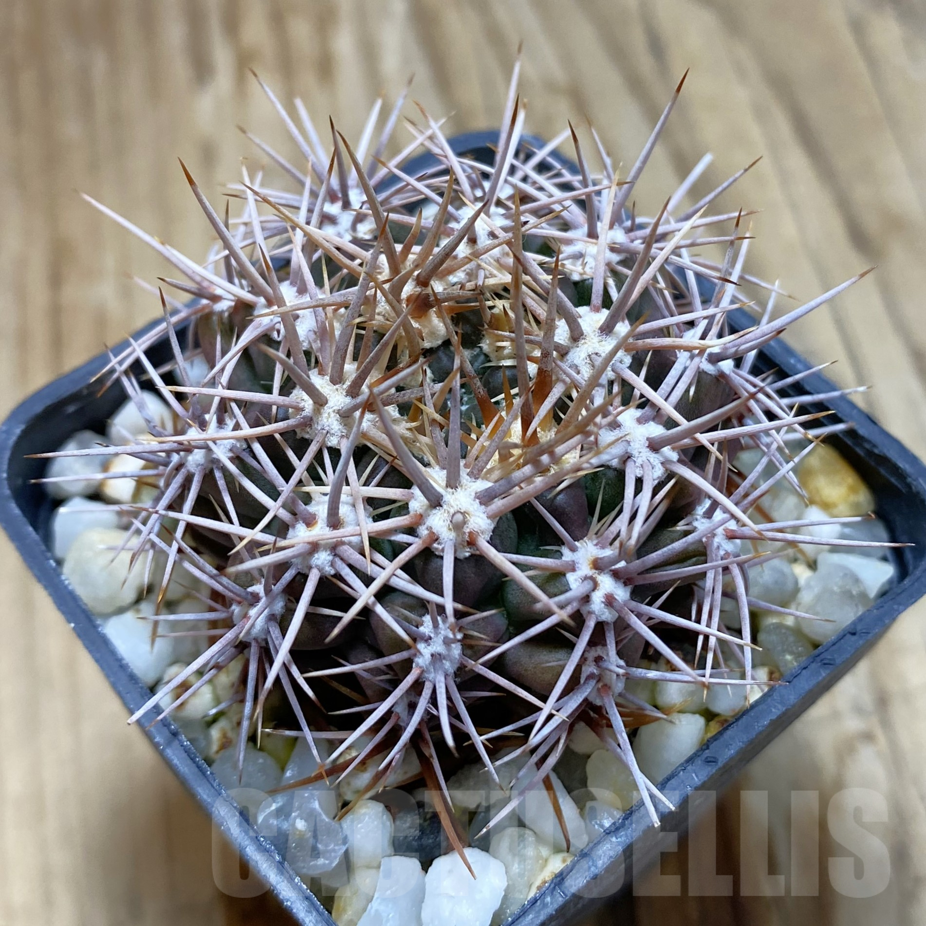 SH14093 Gymnocalycium neuhuberi VS 7 -San Luis (Suyuque Nuevo), Argentina-