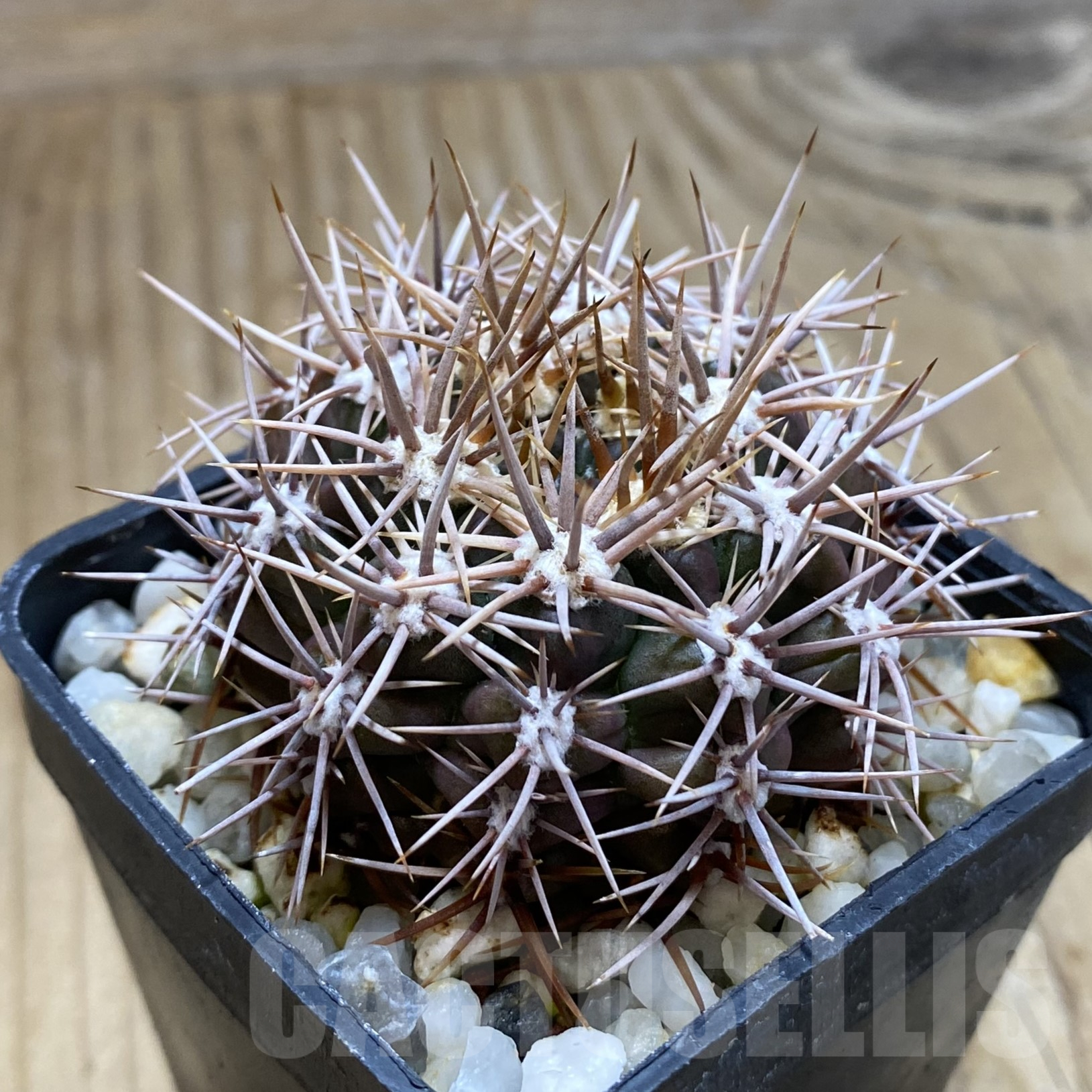 SH14093 Gymnocalycium neuhuberi VS 7 -San Luis (Suyuque Nuevo), Argentina- - Image 2