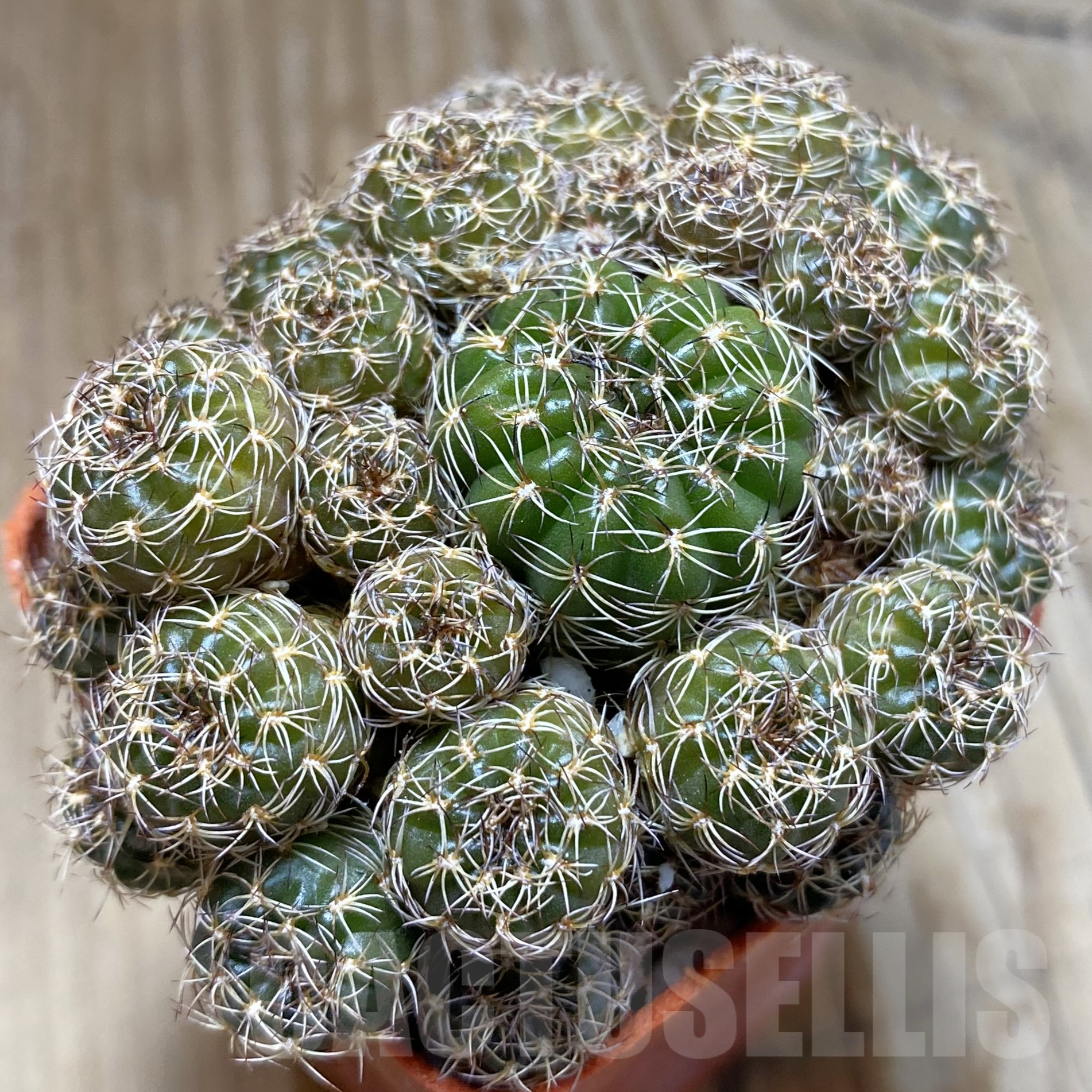 SH14095 Lobivia arachnacantha