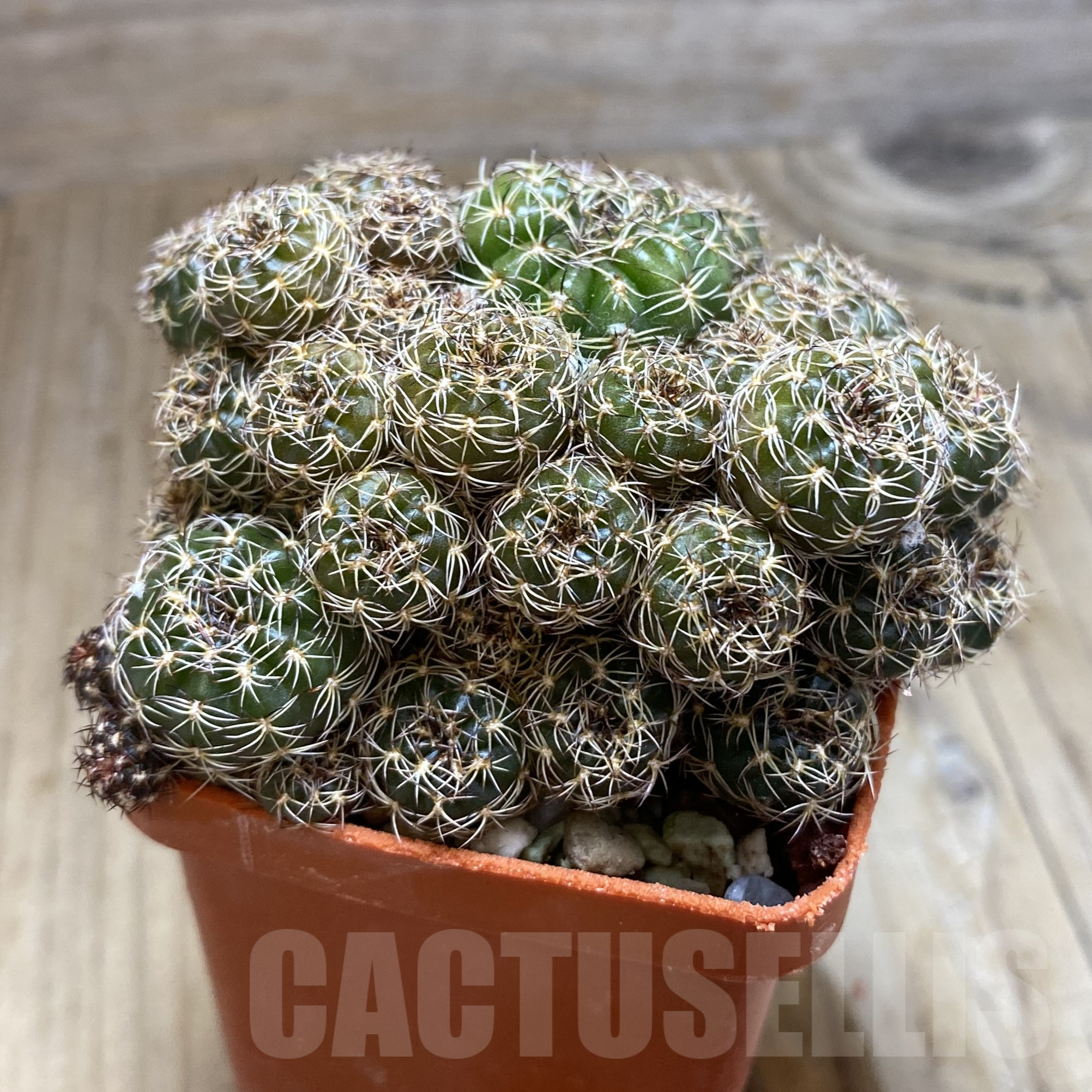 SH14095 Lobivia arachnacantha - Imagen 2