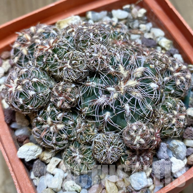 SH14100 Gymnocalycium bruchii v. hossei, old 8 years