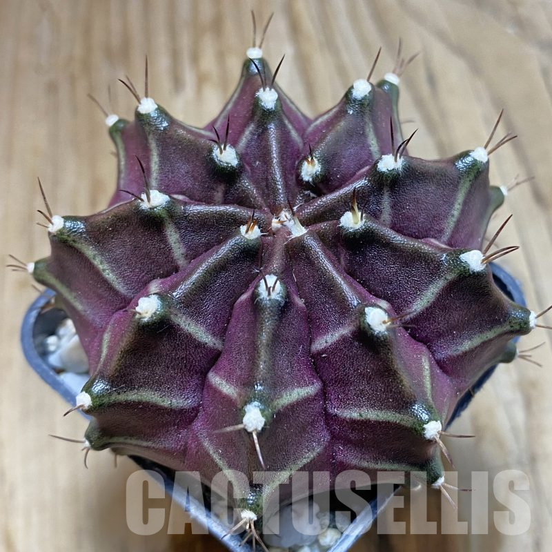 SH14102 Gymnocalycium mihanovichii ‘Black Widow’ hybrid, seedling