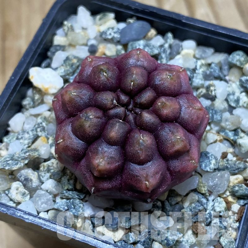 SH14103 Gymnocalycium mihanovichii 'Day Dream', seedling