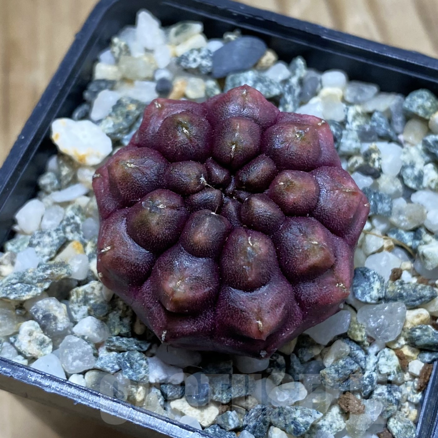 SH14103 Gymnocalycium mihanovichii 'Day Dream', seedling