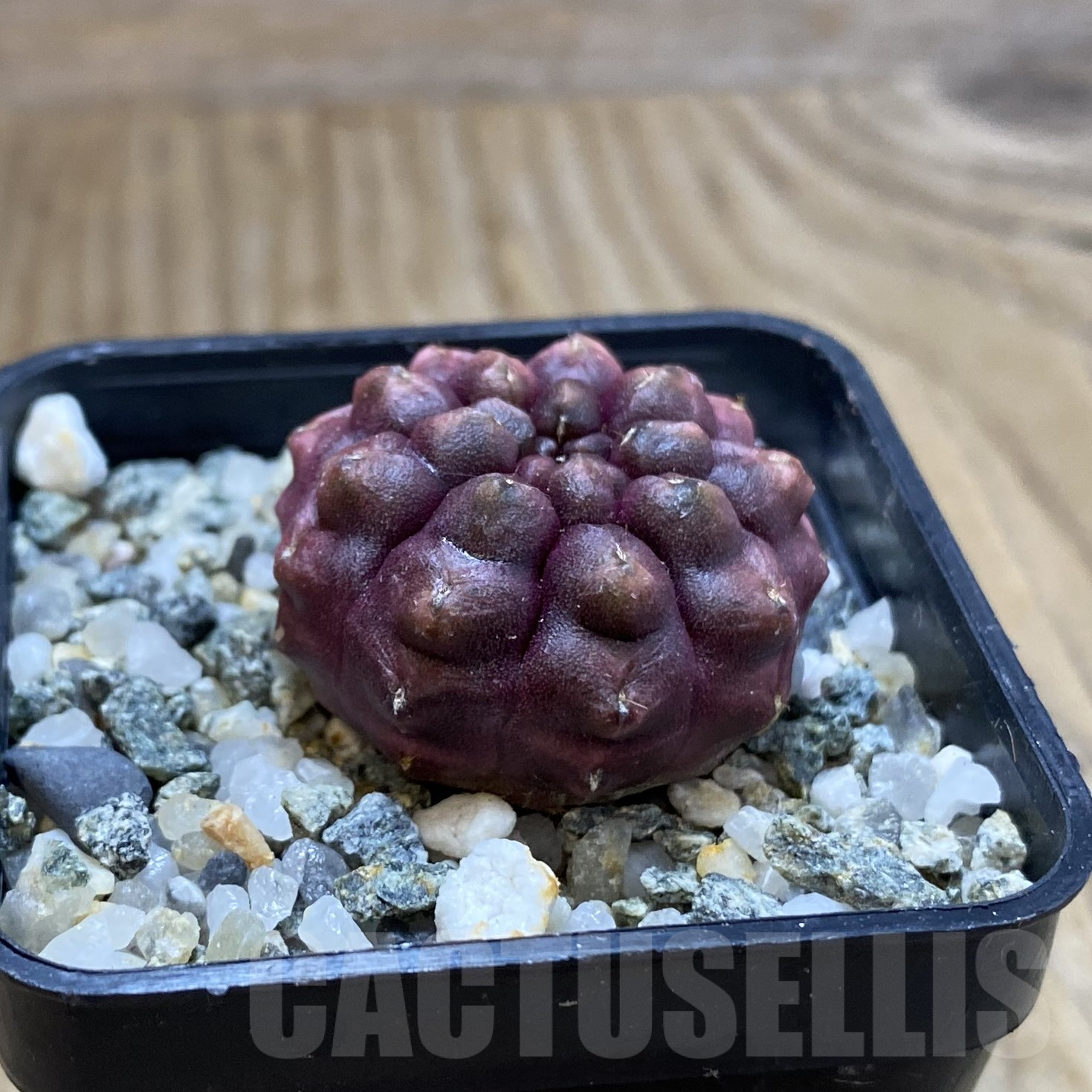 SH14103 Gymnocalycium mihanovichii 'Day Dream', seedling - immagine 2