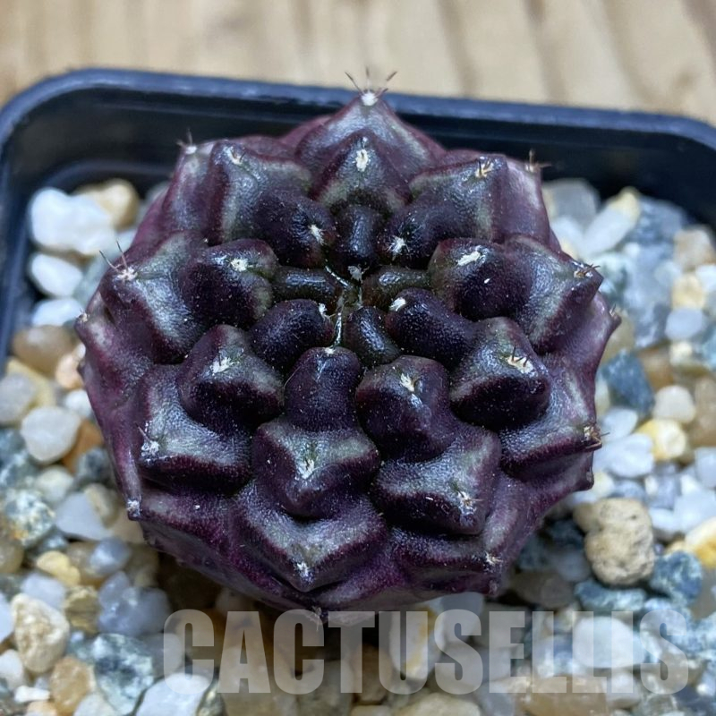 SH14104 Gymnocalycium mihanovichii 'Day Dream', seedling