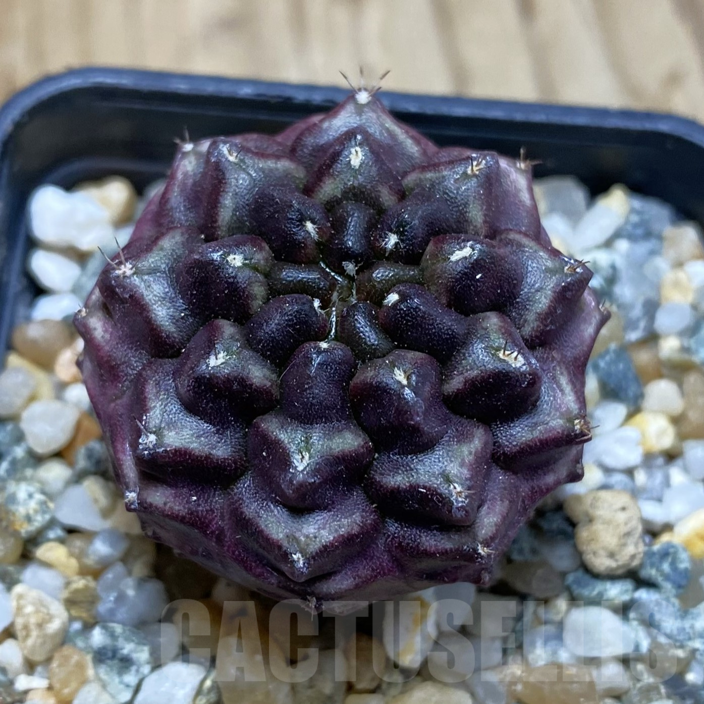 SH14104 Gymnocalycium mihanovichii 'Day Dream', seedling