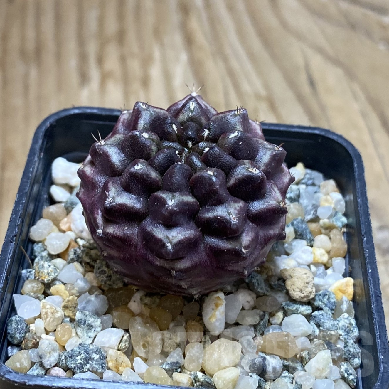SH14104 Gymnocalycium mihanovichii 'Day Dream', seedling - Image 2