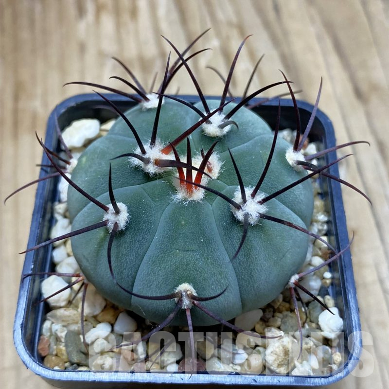 SH14105 Gymnocalycium cabreraense VOS 2122