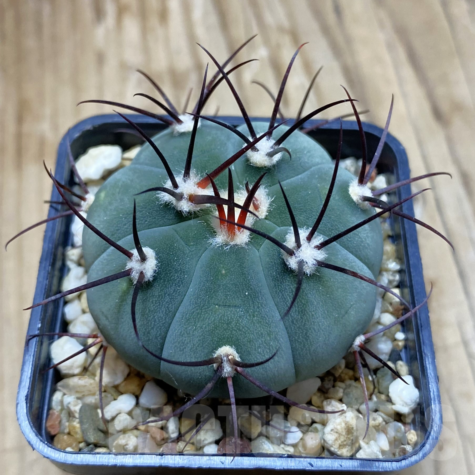 SH14105 Gymnocalycium cabreraense VOS 2122