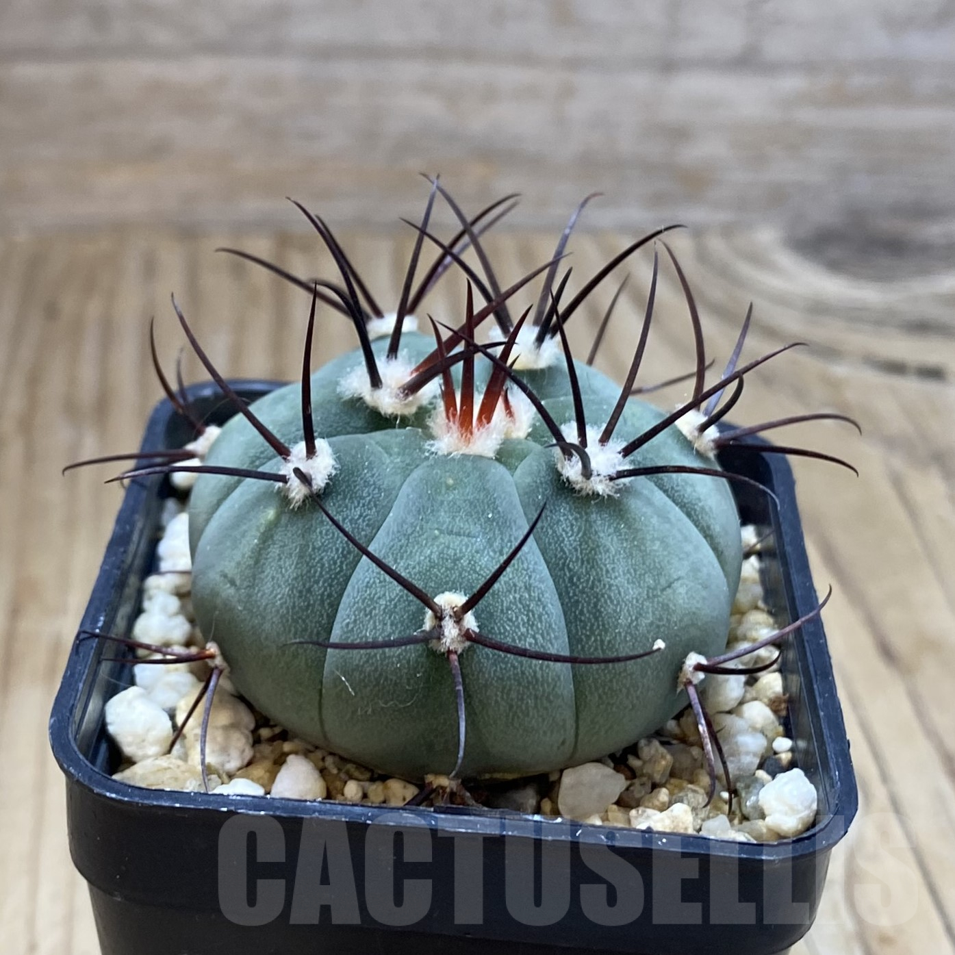 SH14105 Gymnocalycium cabreraense VOS 2122 - Image 2