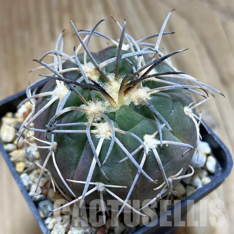 SH14106 Gymnocalycium spegazzinii VG 1017