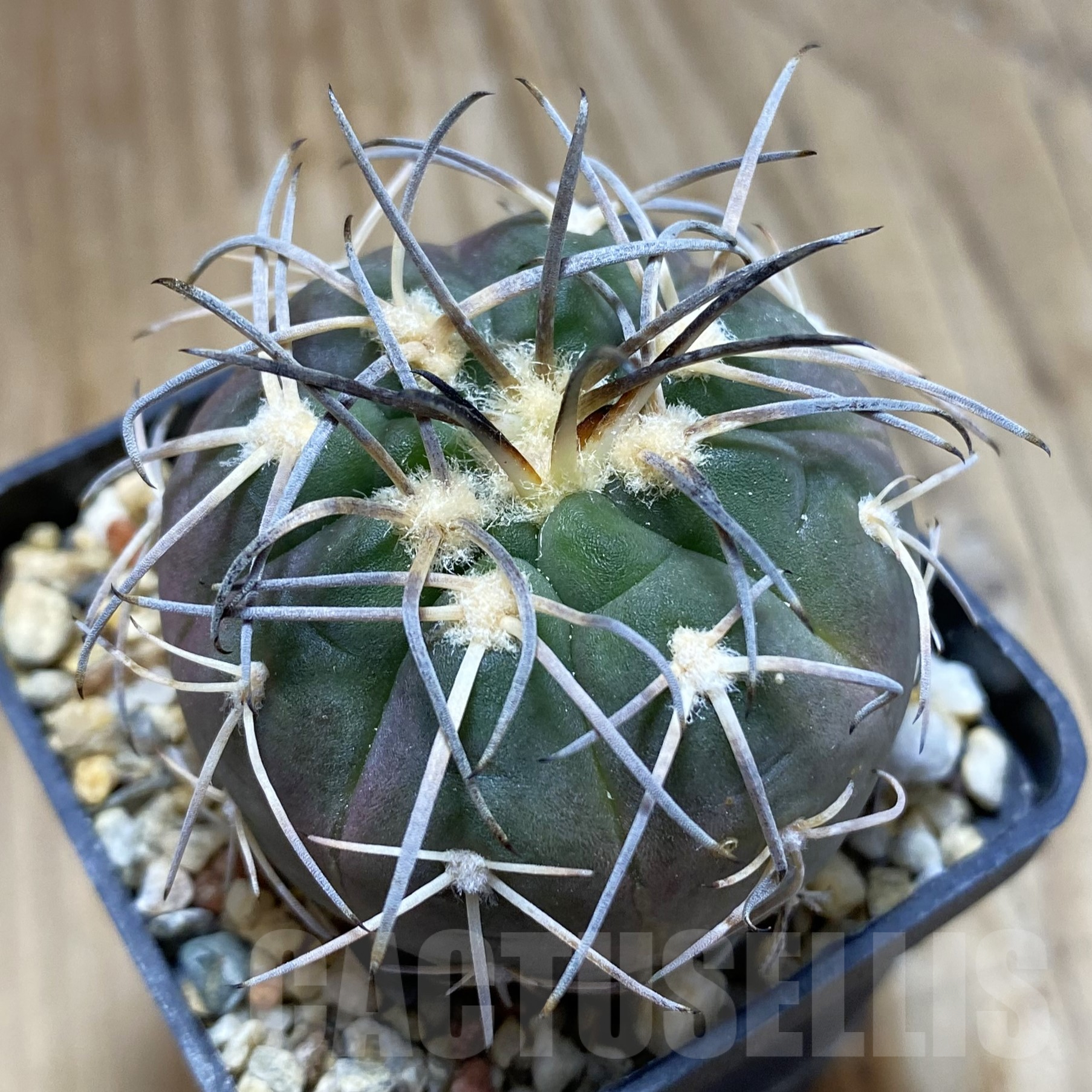 SH14106 Gymnocalycium spegazzinii VG 1017