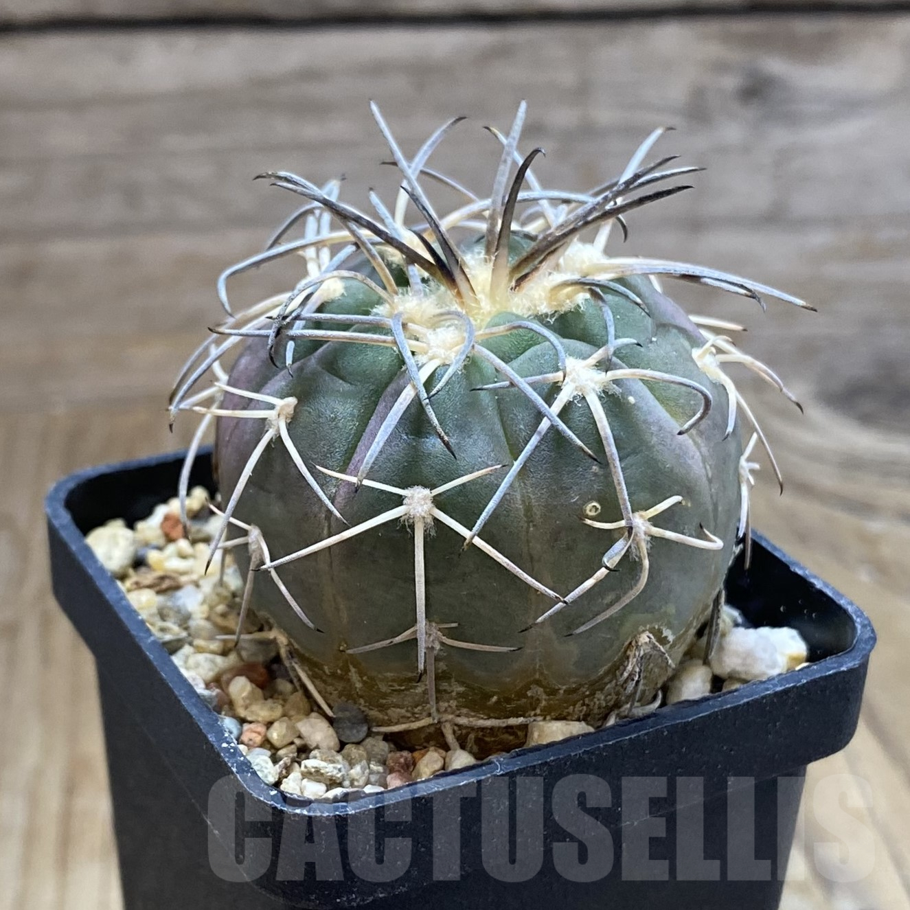 SH14106 Gymnocalycium spegazzinii VG 1017 - Image 2