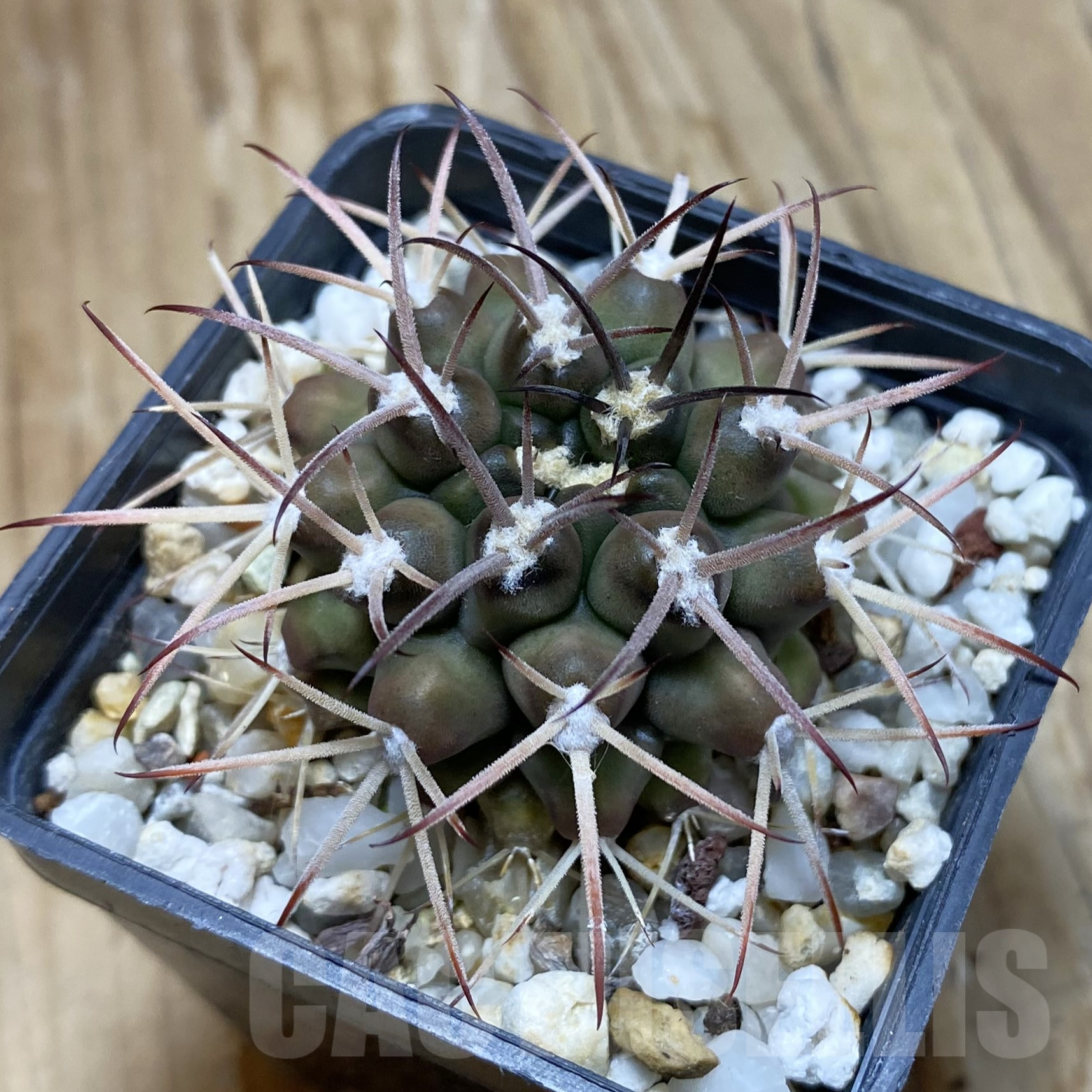 SH14107 Gymnocalycium delaetii