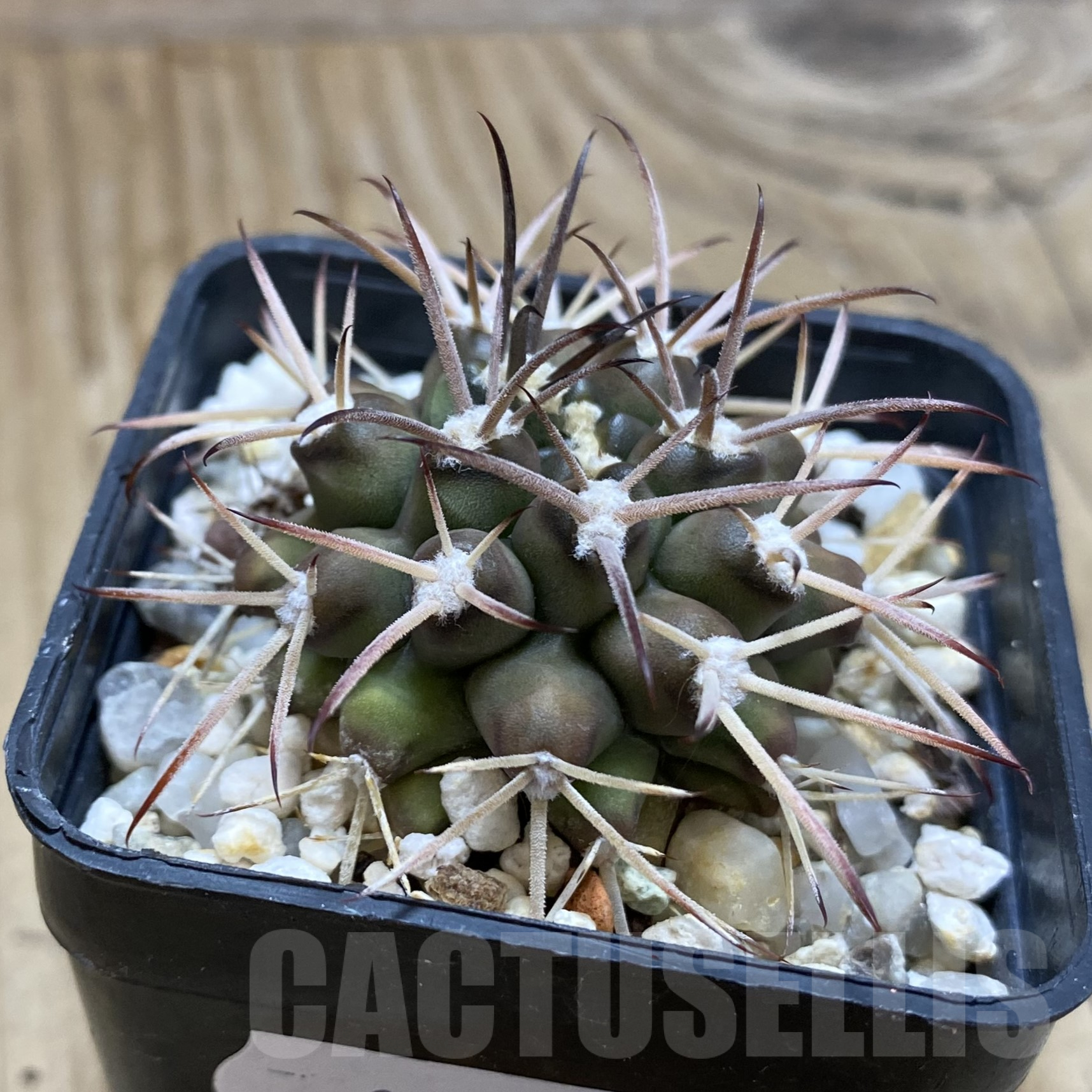SH14107 Gymnocalycium delaetii - Image 2