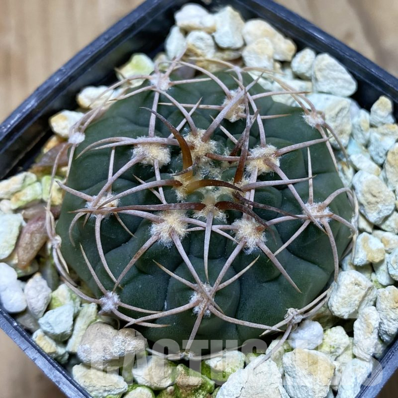 SH14109 Gymnocalycium ochoterenae VG 250