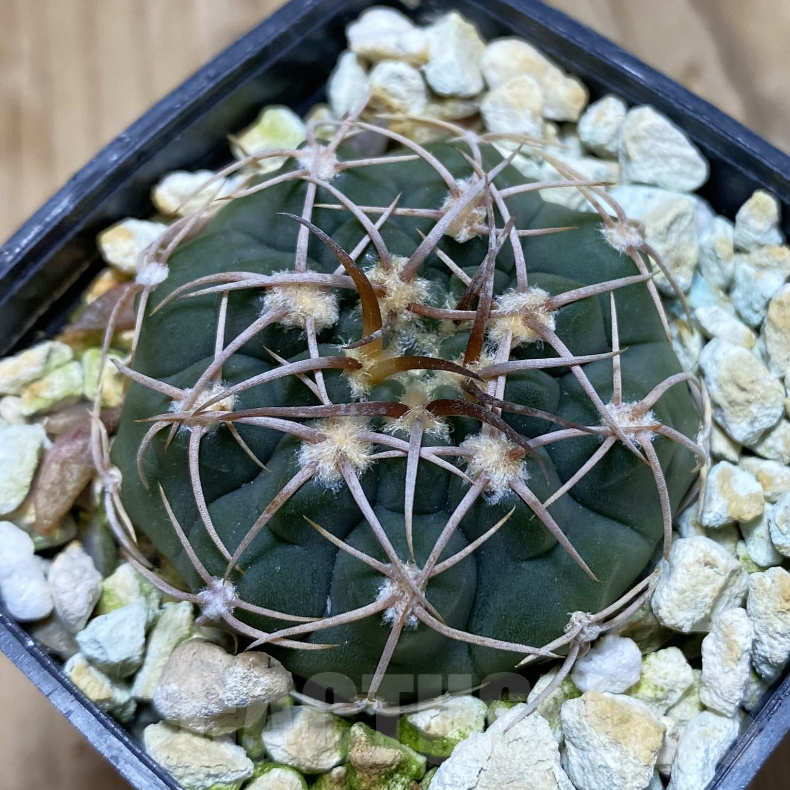 SH14109 Gymnocalycium ochoterenae VG 250