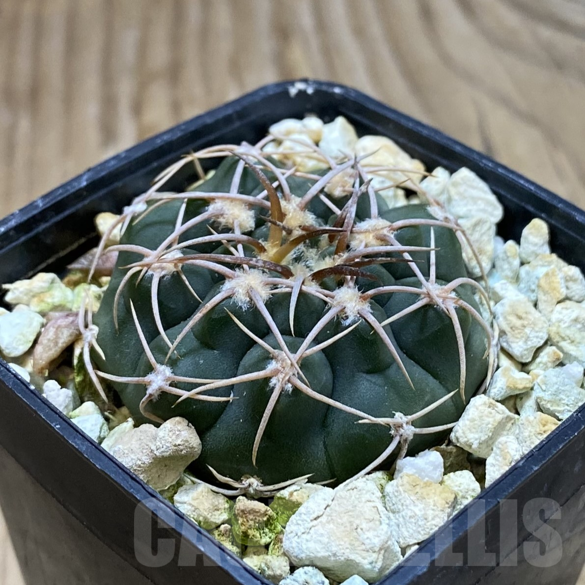 SH14109 Gymnocalycium ochoterenae VG 250 - Image 2