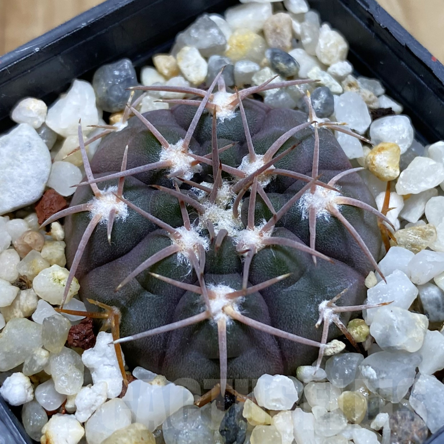 SH14110 Gymnocalycium ferrarii P 136