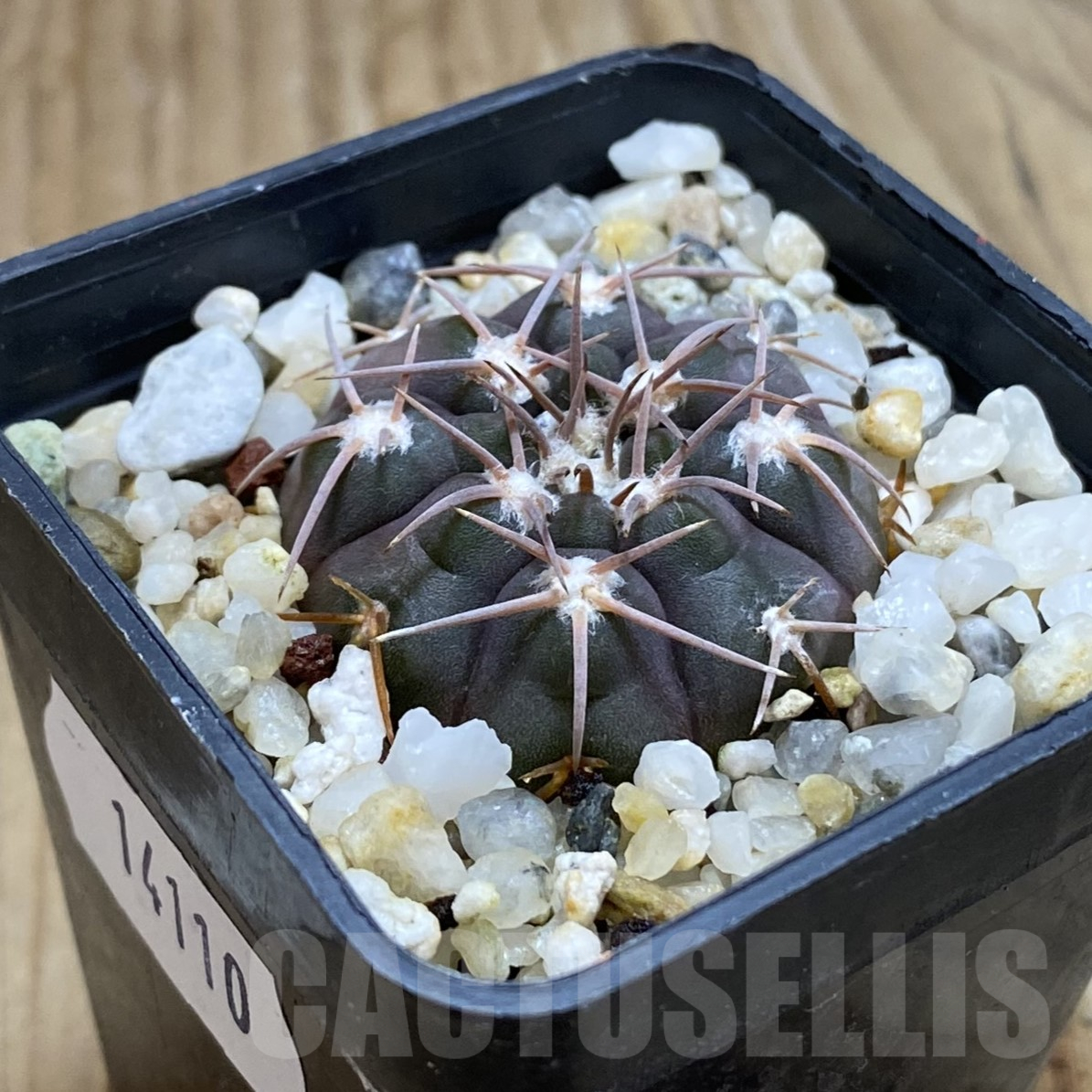 SH14110 Gymnocalycium ferrarii P 136 - Image 2