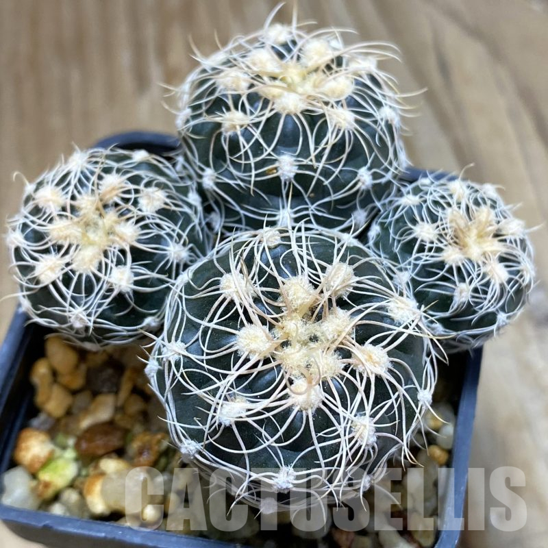 SH14112 Gymnocalycium bruchii