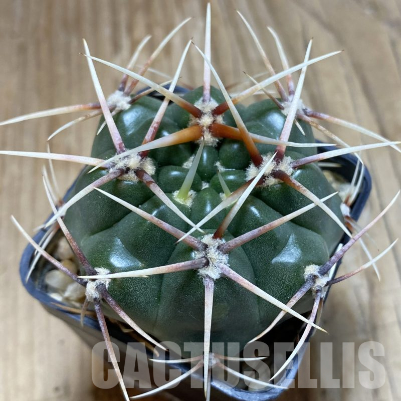 SH14114 Gymnocalycium monvillei, hard spines