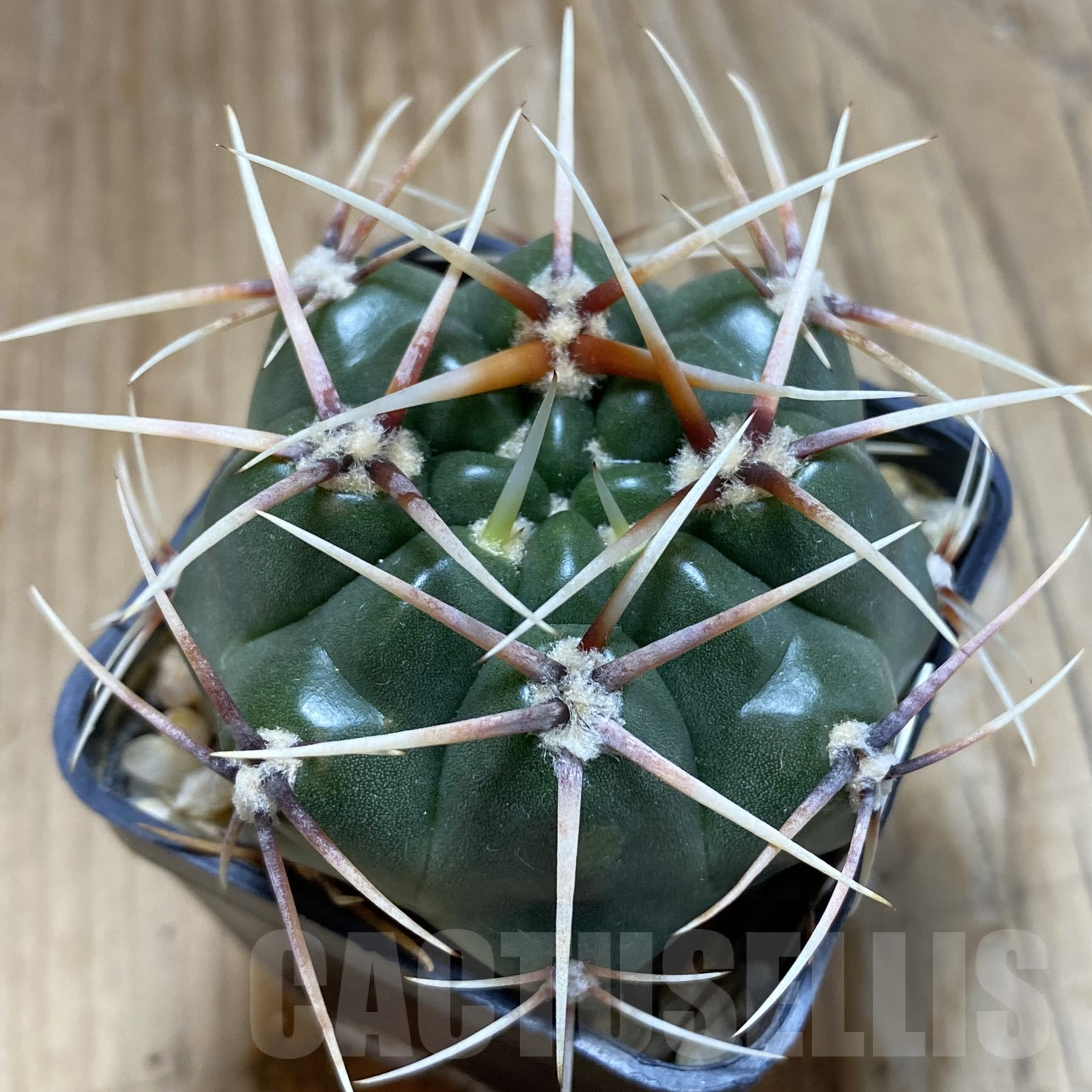 SH14114 Gymnocalycium monvillei, hard spines