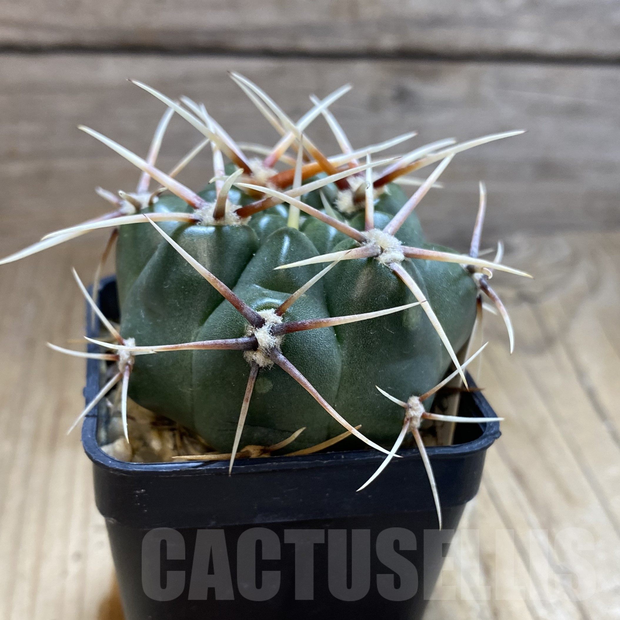 SH14114 Gymnocalycium monvillei, hard spines - Image 2