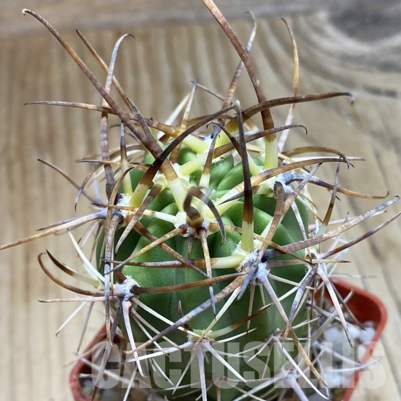 SH14117 Lobivia ferox