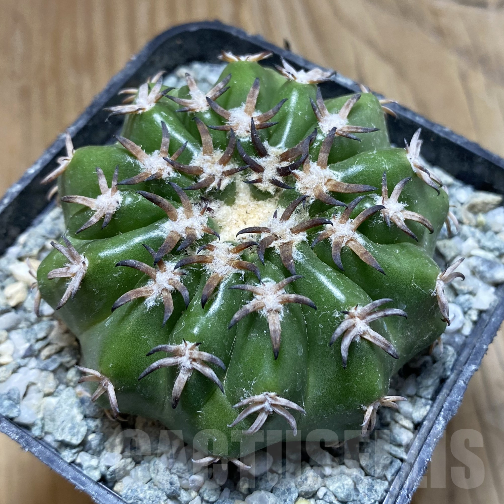 SH14125 Discocactus hybrid -Japan-