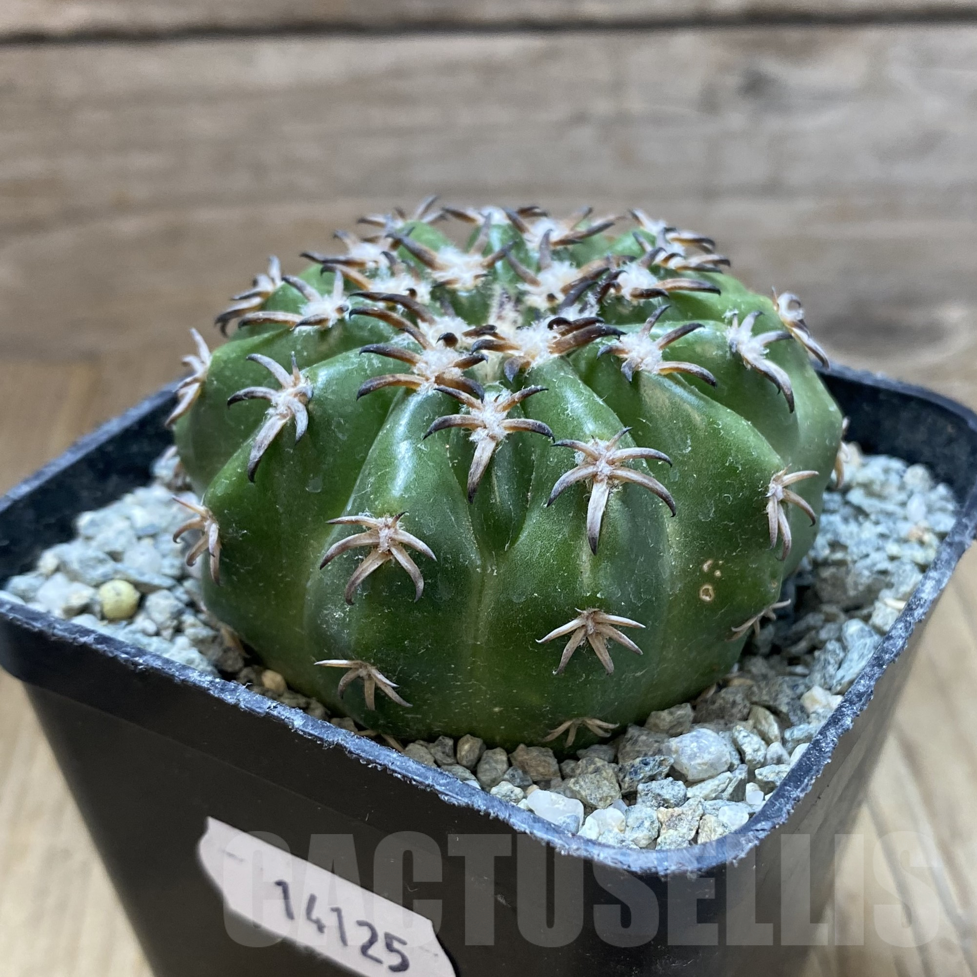 SH14125 Discocactus hybrid -Japan- - Image 2
