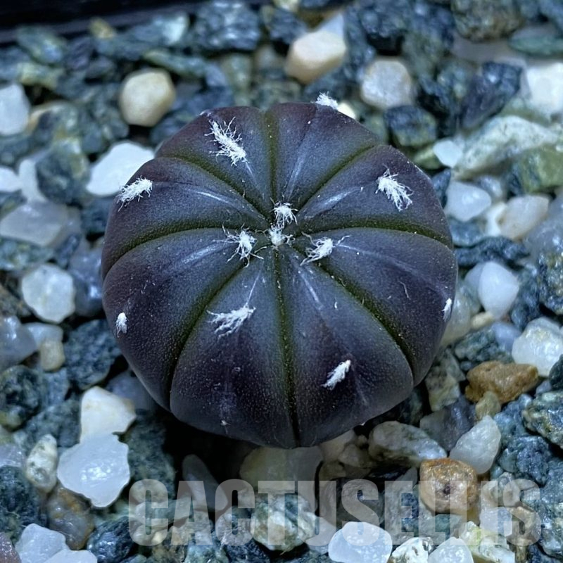 SH14470 Astrophytum asterias ‘Purple Skin’, seedling
