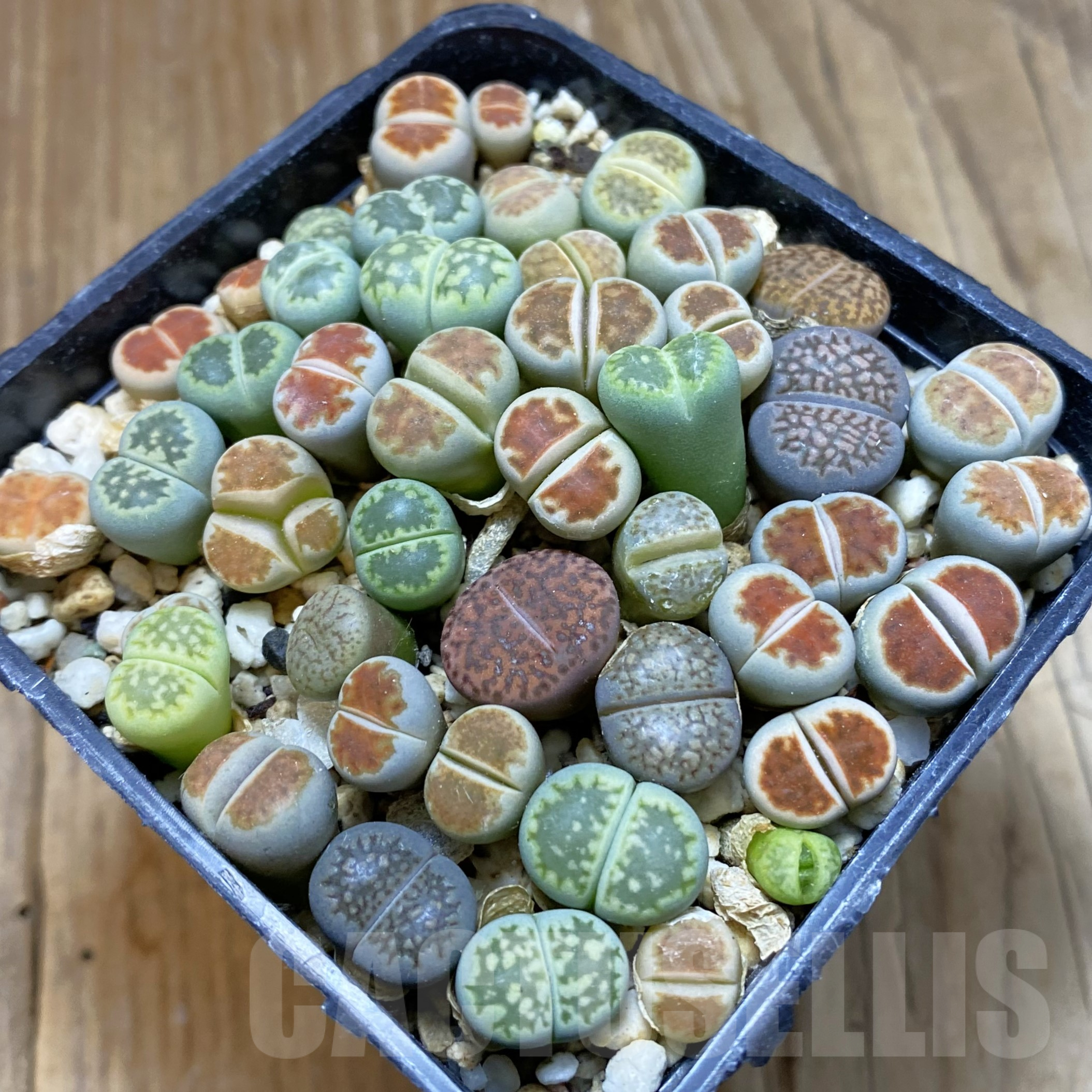 SH14477 Lithops mix