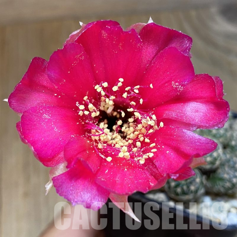 SH14479 Lobivia arachnacantha