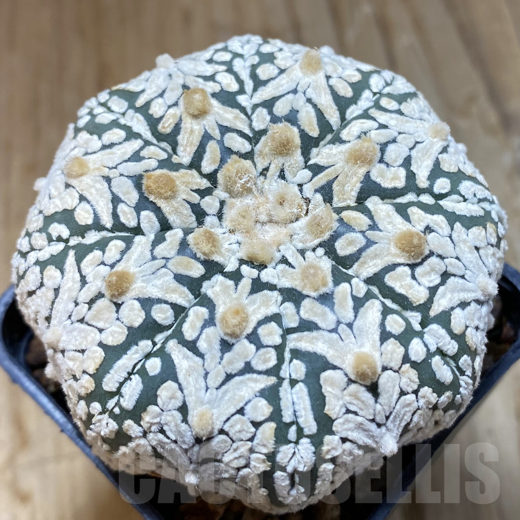 SH14482 Astrophytum asterias ‘Super Kabuto’ V-type