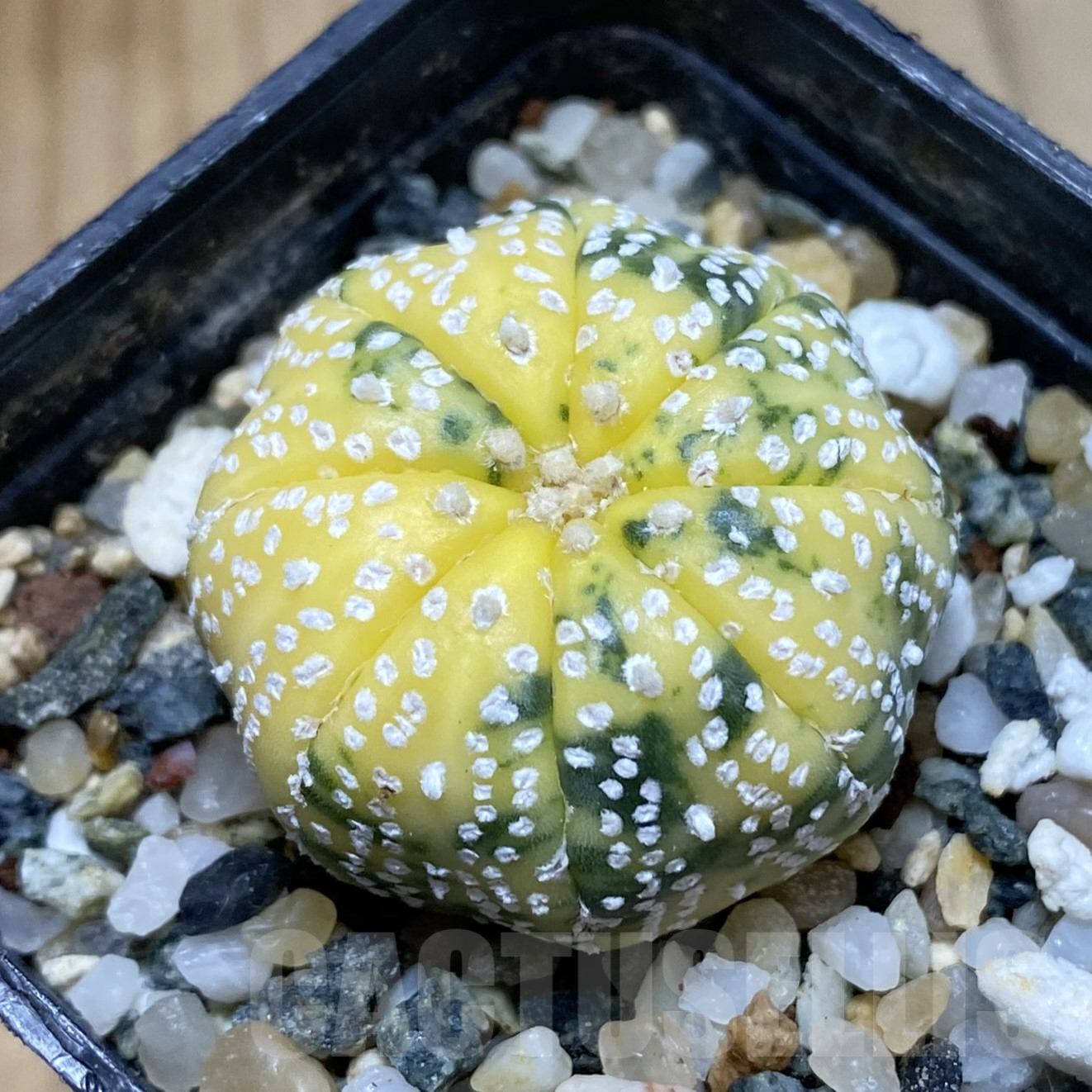 SH14484 Astrophytum asterias f. variegata